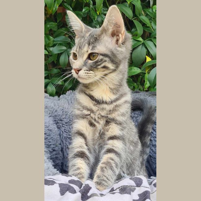 Photo of Violet