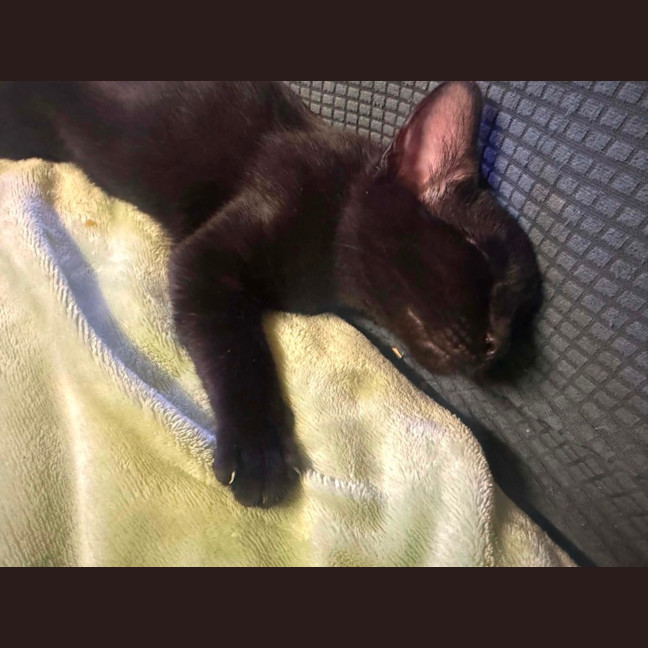 Photo of Midnight 