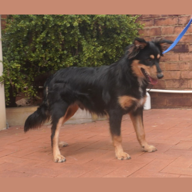 Photo of Mowgli