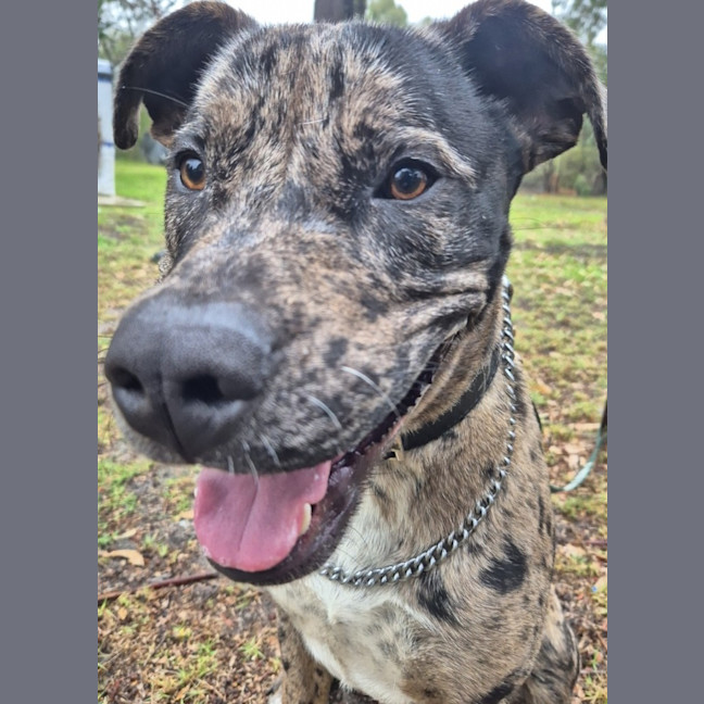 Photo of Louie