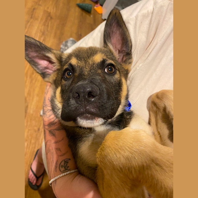 Photo of Merv  3 Month Old German Shepherd X