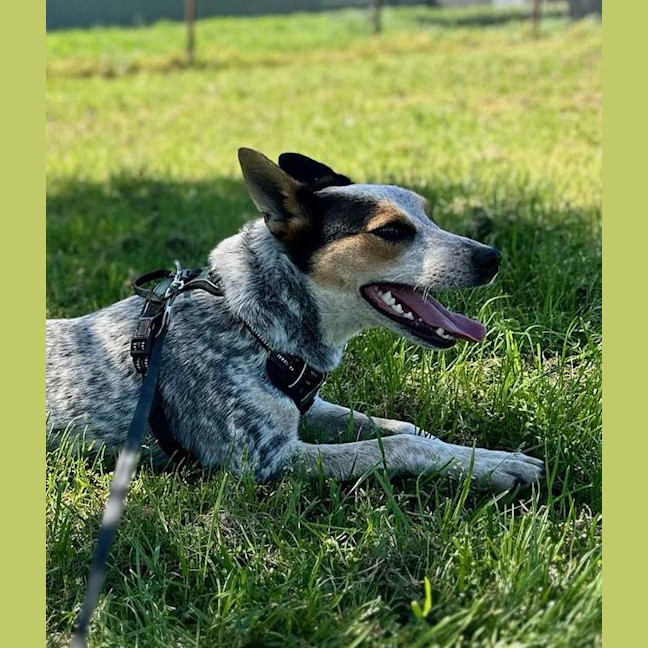 Photo of Tilly