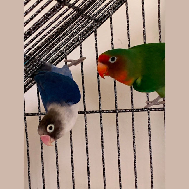 Photo of Bernard And Bianca 