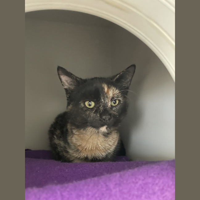 Photo of Dottie