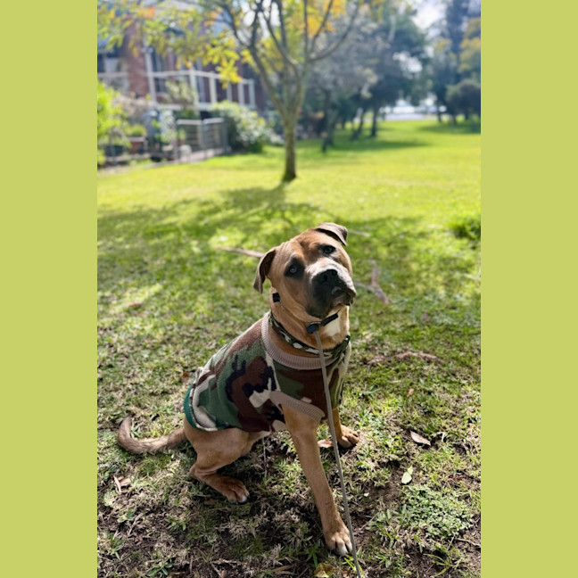 Photo of Scout