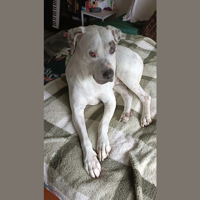 Photo of Tucker "Urgent Foster Carer Needed Asap"