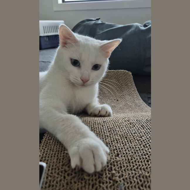 Photo of Bella