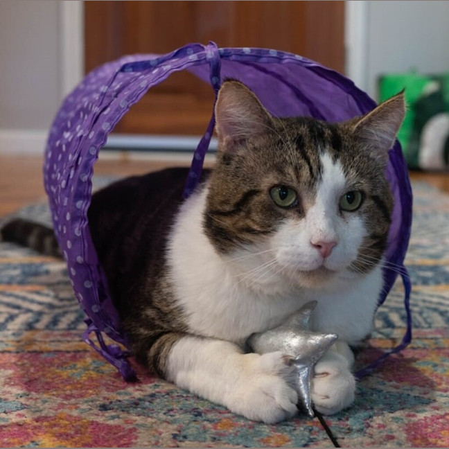 Photo of Teddy