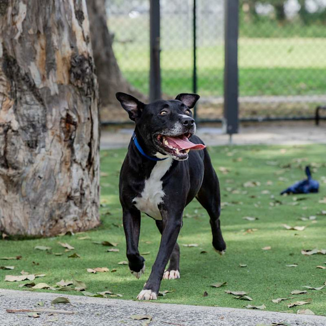 Photo of Koda
