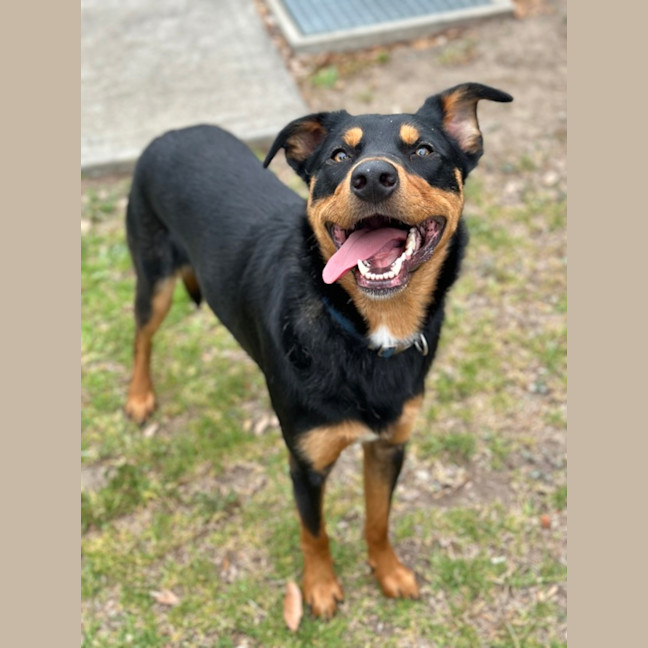 Photo of Rocky 