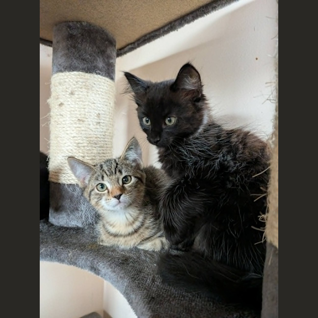 Photo of Artemis