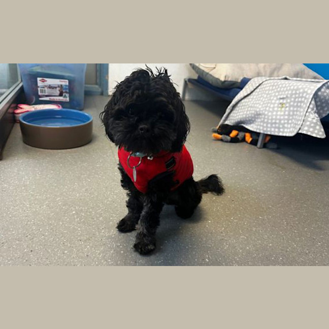 Photo of Milo