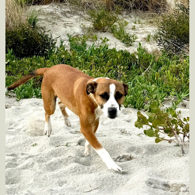 Photo of Baxter Biggles