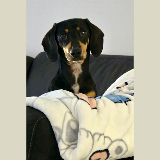 Photo of Scooby   4 Year Old Miniature Dachshund