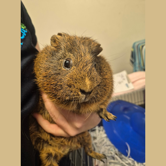 Photo of Oinker 
