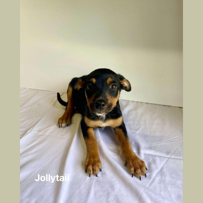 Photo of Jollytail