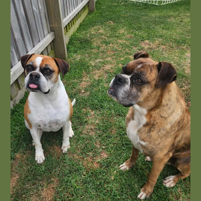 Photo of Hank And Moo