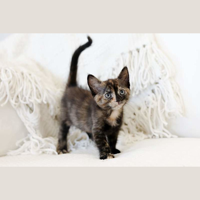 Photo of Junie