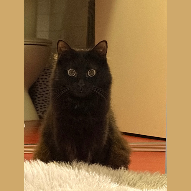 Photo of Minnie Moo