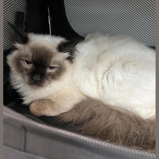 Photo of Mya (Bonded To Luna)