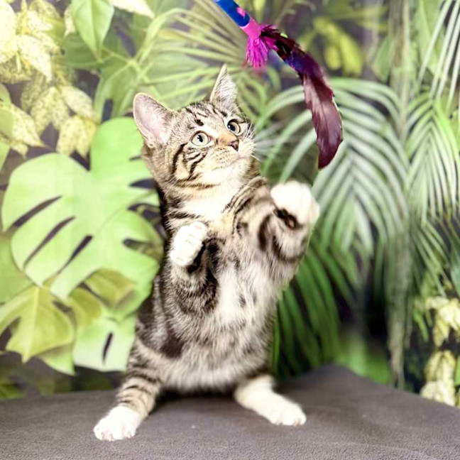 Photo of Oscar (Located In Preston) 