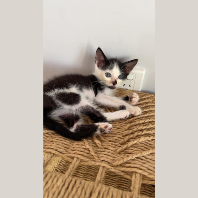Photo of Button