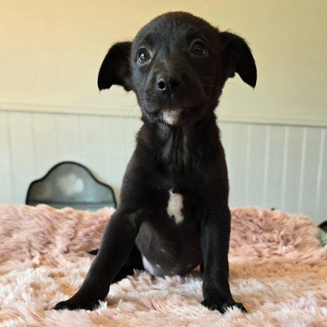 Photo of Camilla The Chicken