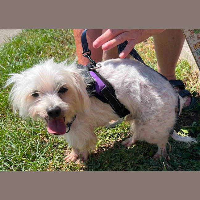 Photo of Casper And Bella   8 Year Old Maltese X