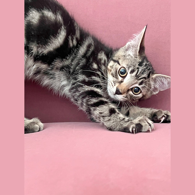 Photo of Chip