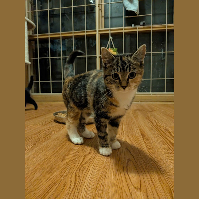 Photo of Popcorn
