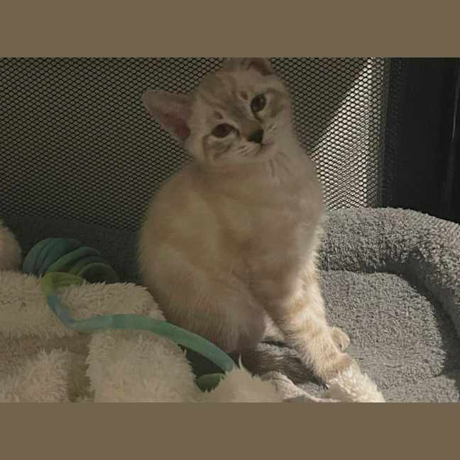 Photo of Marble