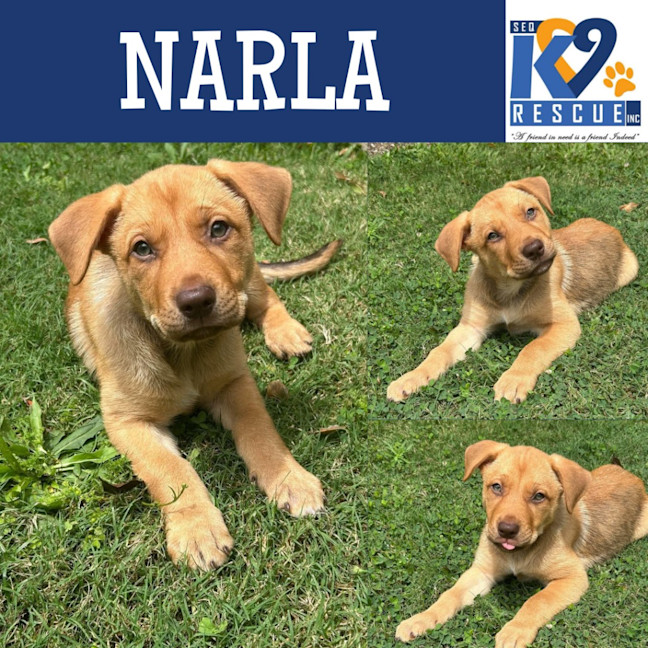 Photo of Narla