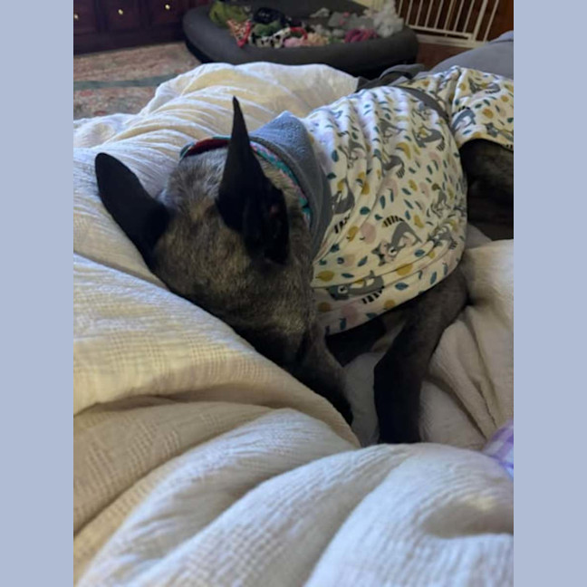 Photo of Jeff, The Greyhound