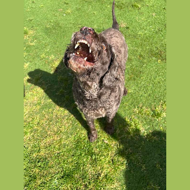 Photo of Bently