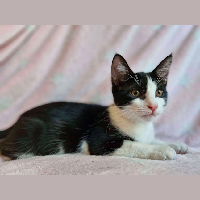 Photo of Nugget