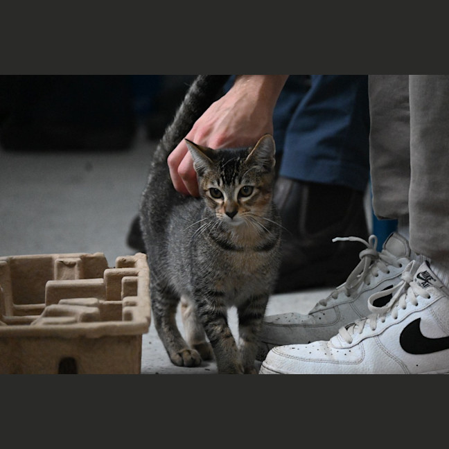 Photo of Snickers