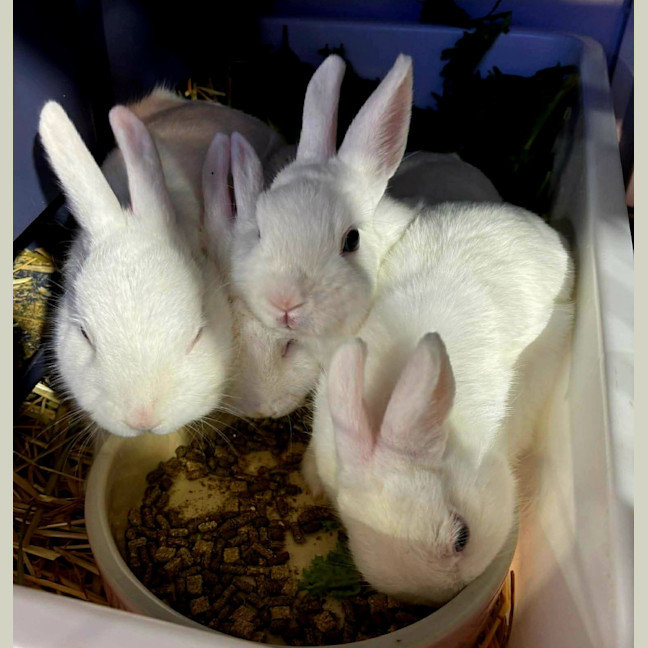 Photo of Elizabeth,  Harriet And Scylla