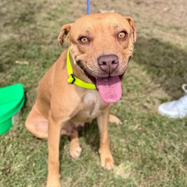 Photo of Goldie