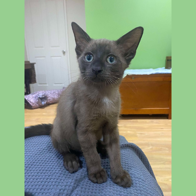 Photo of Twinkle   K28