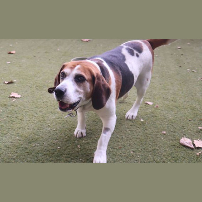 Photo of Buddy