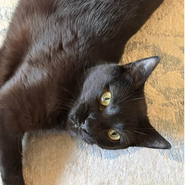 Photo of Midnight