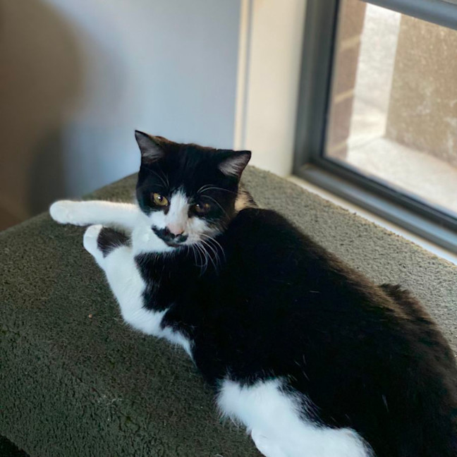 Photo of Douglas    In Foster Care In Thornbury