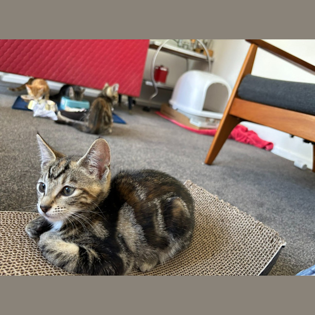 Photo of Violet