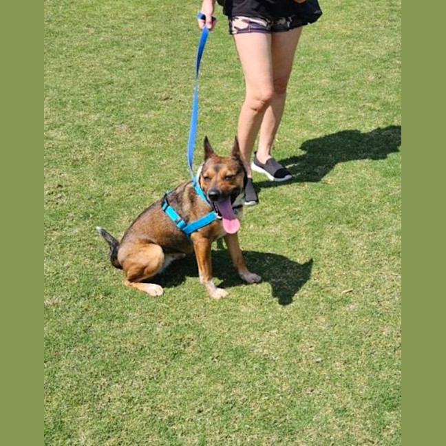 Photo of Ash   3 Year Old Kelpie X (Trial)