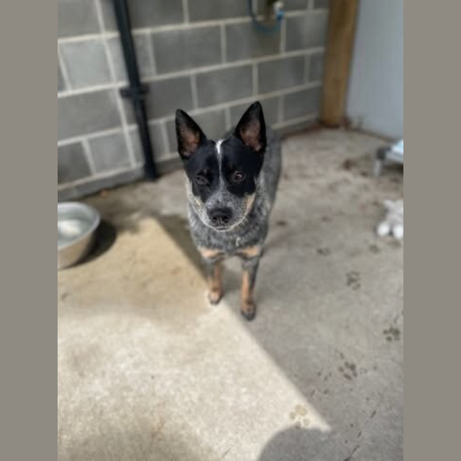 Photo of Indy