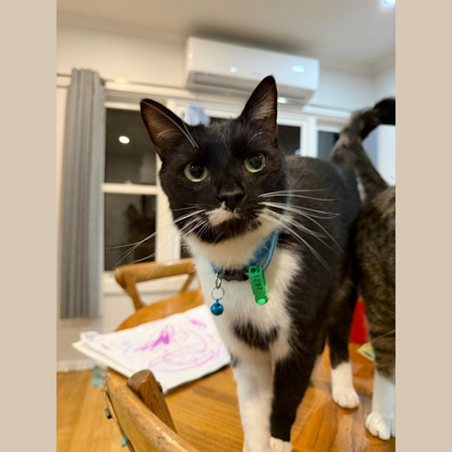 Photo of Ducky