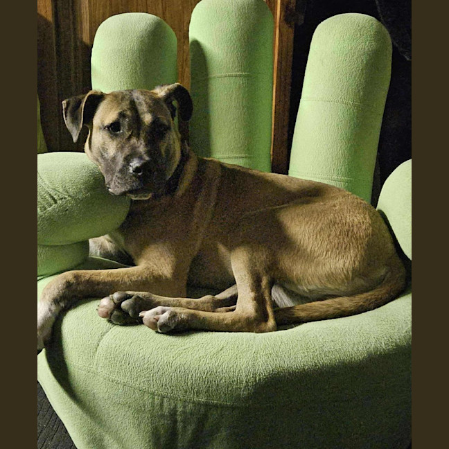 Photo of Lemon Meringue