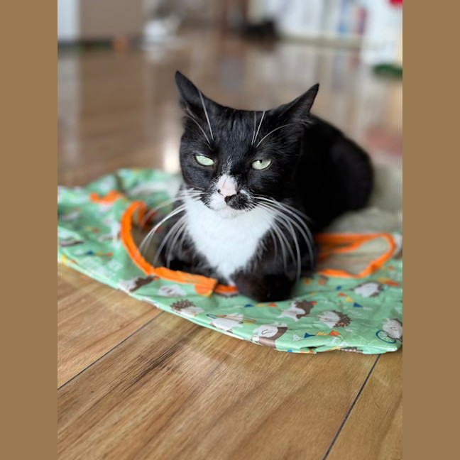 Photo of Abuelita   2 Year Old Domestic Shorthair