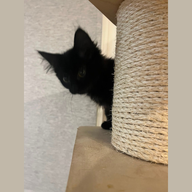Photo of Turbo 