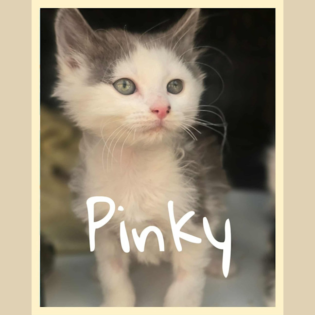 Photo of Pinky